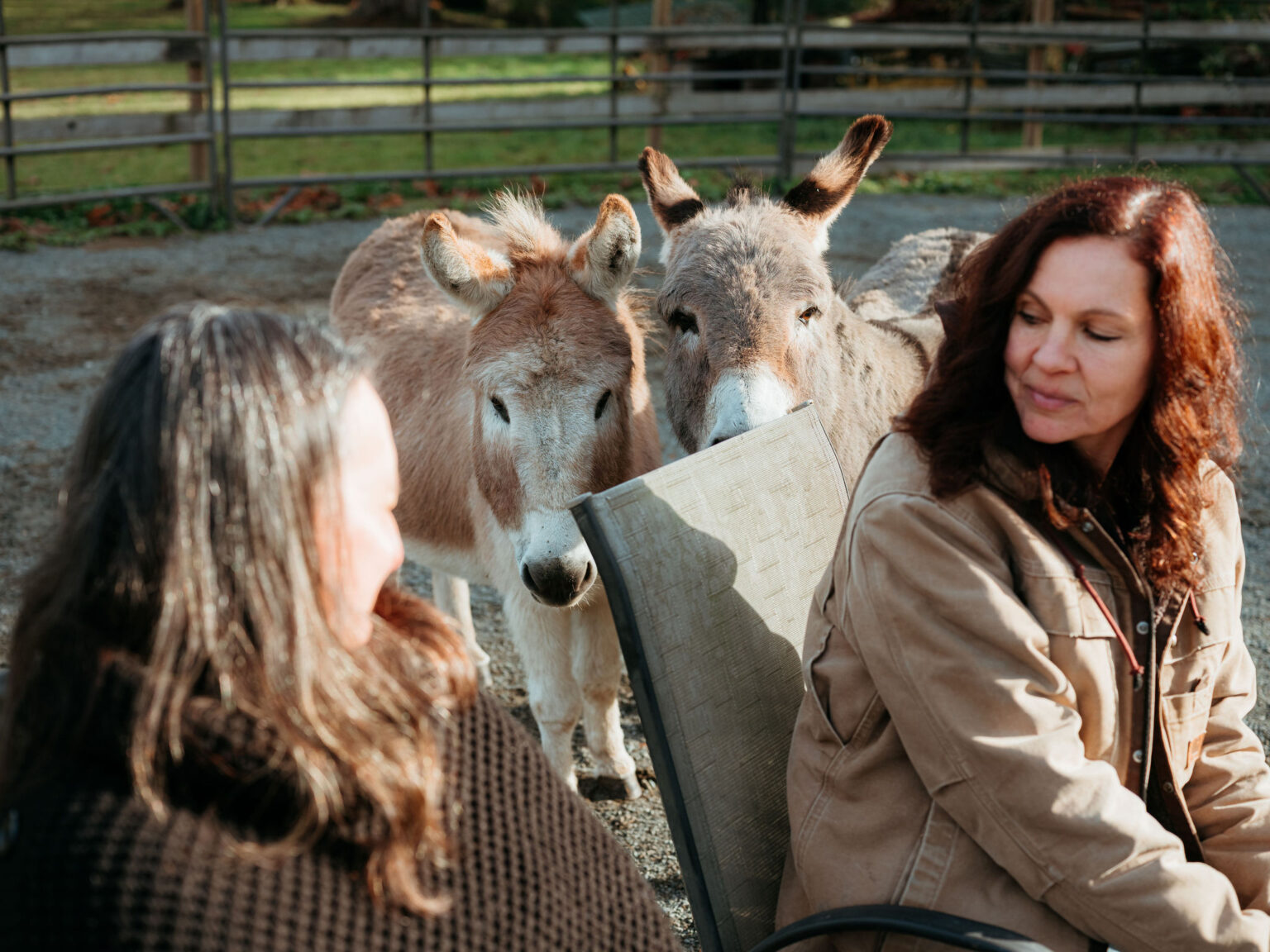Animal Therapy Training: A New Diploma Program | Rhodes Wellness College